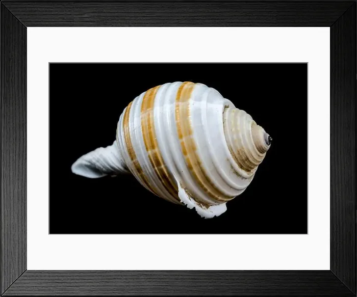 Framed Print : A close-up of a striped seashell with a glossy surface and intricate patterns, set against a stark black background Framed Print : A close-up of a striped seashell with a glossy surface and intricate patterns, set against a stark black background
