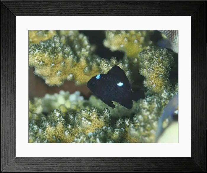 Framed Print : A small black fish with blue spots Framed Print : A small black fish with blue spots