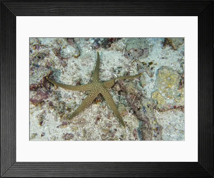 Framed Print : New Caledonia starfish, yellow net starfish (Nardoa novaecaledoniae) Framed Print : New Caledonia starfish, yellow net starfish (Nardoa novaecaledoniae)