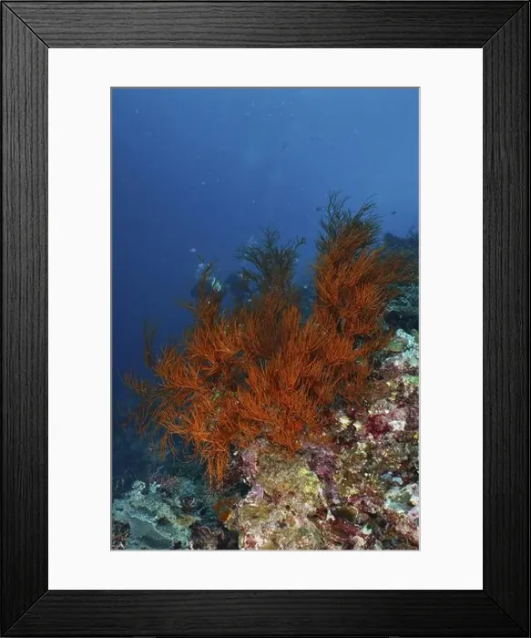 Framed Print : Orange coloured Black coral (Antipathes dichotoma) rising from a coral cliff in the blue ocean Framed Print : Orange coloured Black coral (Antipathes dichotoma) rising from a coral cliff in the blue ocean
