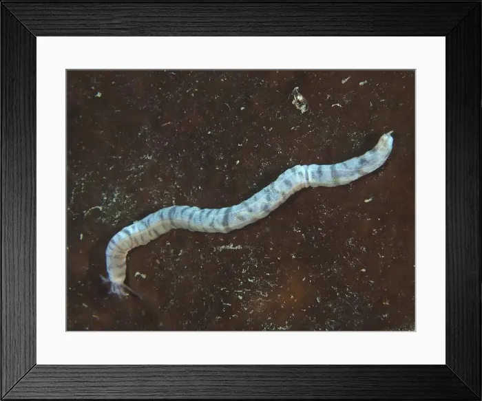Framed Print : Feather mouth sea cucumber (Synapta maculata) Framed Print : Feather mouth sea cucumber (Synapta maculata)
