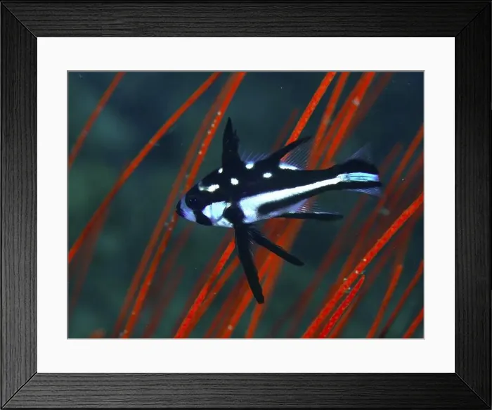 Framed Print : A black and white fish with spots Framed Print : A black and white fish with spots