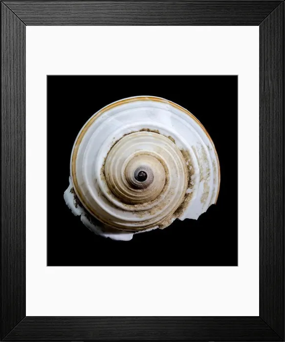 Framed Print : A close-up of a striped seashell with a glossy surface and intricate patterns, set against a stark black background Framed Print : A close-up of a striped seashell with a glossy surface and intricate patterns, set against a stark black background