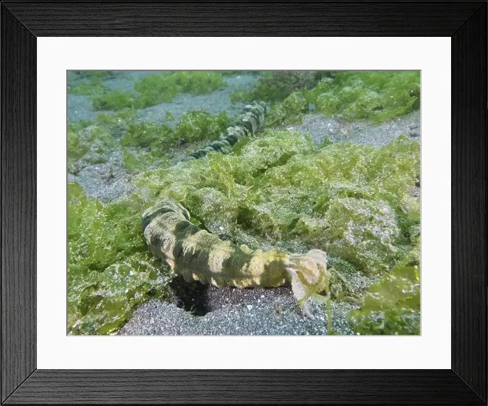 Framed Print : Snake-like sea creature, Feather mouth sea cucumber (Synapta maculata) Framed Print : Snake-like sea creature, Feather mouth sea cucumber (Synapta maculata)