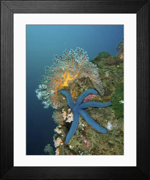 Framed Print : Blue starfish (blue Linckia laevigata) on colourful coral reef under water Framed Print : Blue starfish (blue Linckia laevigata) on colourful coral reef under water