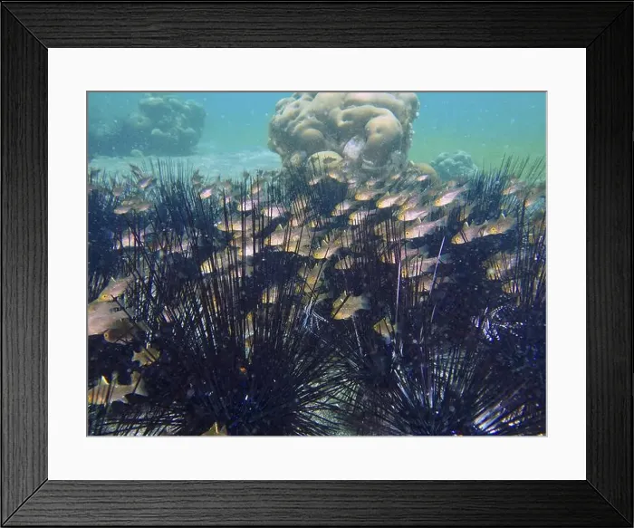 Framed Print : School of fish surrounded by sea urchins Framed Print : School of fish surrounded by sea urchins