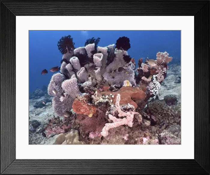 Framed Print : Colourful coral reef with spiny tube sponge (Callyspongia (Cladochalina) aerizusa) Framed Print : Colourful coral reef with spiny tube sponge (Callyspongia (Cladochalina) aerizusa)