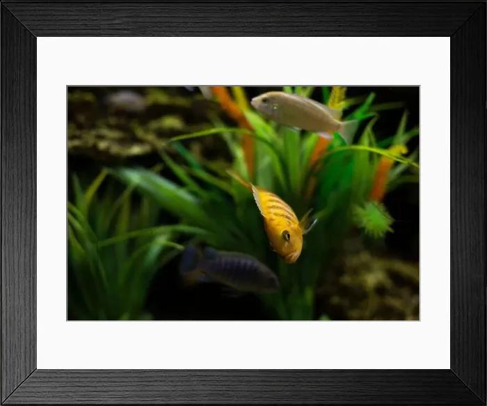 Framed Print : Fish in water. Life in aquarium. Fish among plants at depth. Pets of different species Framed Print : Fish in water. Life in aquarium. Fish among plants at depth. Pets of different species