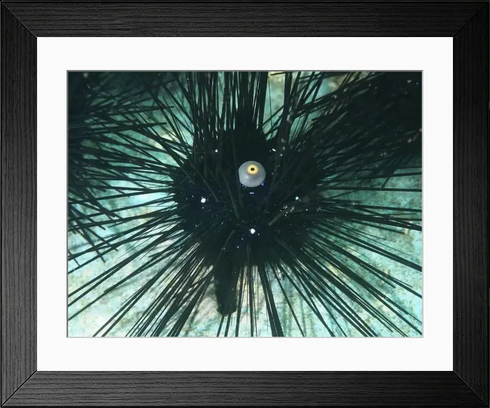 Framed Print : Arbacia lixula with long spines and one eye Framed Print : Arbacia lixula with long spines and one eye