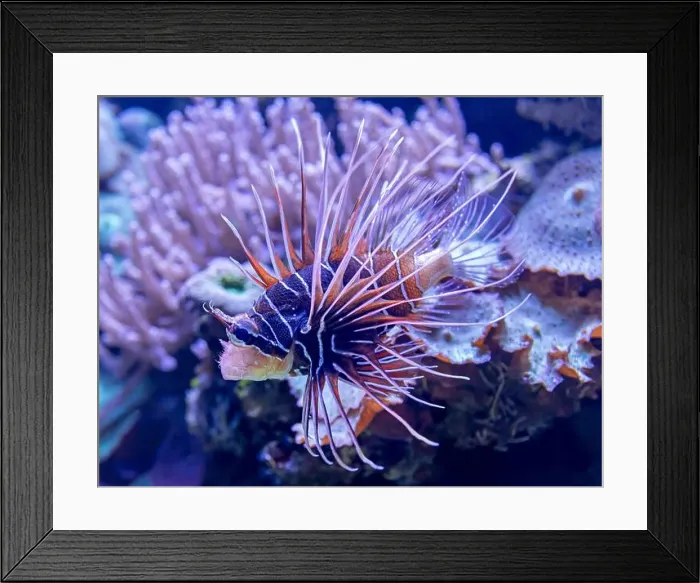 Framed Print : Close-up view of a Clearfin Lionfish (Pterois radiata)