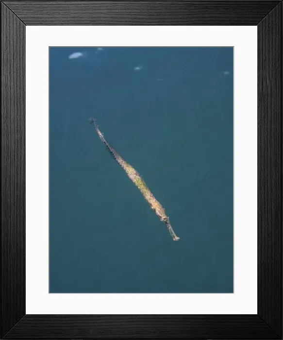 Framed Print : A long, slender triangular sea needle (Alligator pipefish) with a greenish colour floats in the blue seawater Framed Print : A long, slender triangular sea needle (Alligator pipefish) with a greenish colour floats in the blue seawater