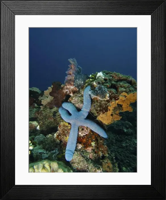 Framed Print : Blue starfish (blue Linckia laevigata) on a colourful coral reef in the blue sea Framed Print : Blue starfish (blue Linckia laevigata) on a colourful coral reef in the blue sea