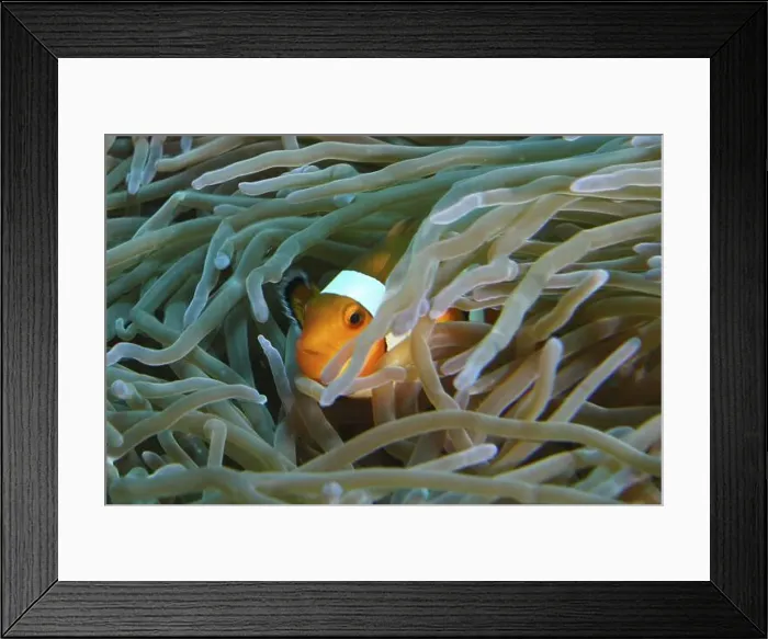 Framed Print : An Ocellaris Clownfish (Amphiprion ocellaris) Framed Print : An Ocellaris Clownfish (Amphiprion ocellaris)