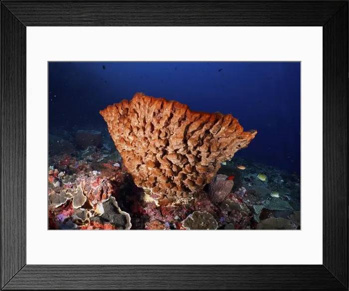 Framed Print : Barrel sponge, barrel sponge (Xestospongia testudinaria) in clear blue water Framed Print : Barrel sponge, barrel sponge (Xestospongia testudinaria) in clear blue water