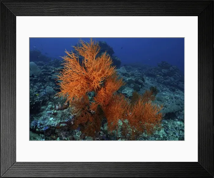 Framed Print : Bright orange coloured Black coral (Antipathes dichotoma) decorating the coral reef in a deep blue ocean Framed Print : Bright orange coloured Black coral (Antipathes dichotoma) decorating the coral reef in a deep blue ocean