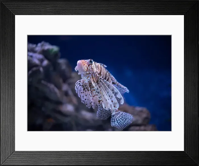 Framed Print : Antenna lionfish close-up. Pterois antennata in an aquarium Framed Print : Antenna lionfish close-up. Pterois antennata in an aquarium