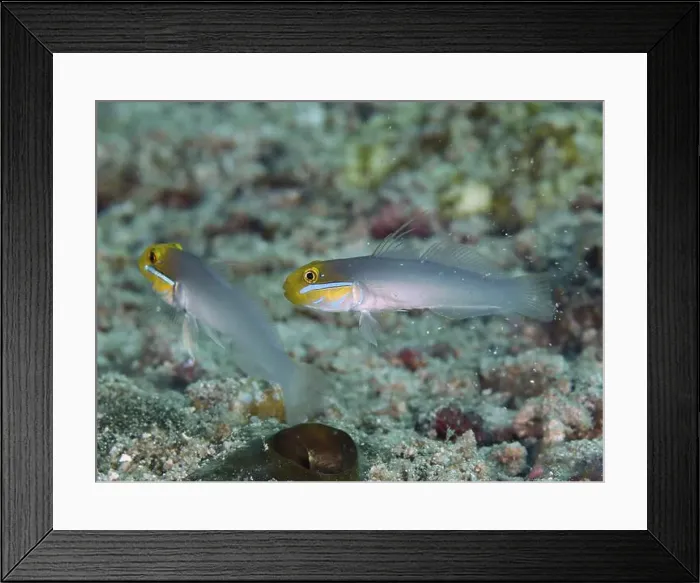 Framed Print : Two yellow-grey fish, golden-fronted sleeper goby (Valenciennea strigata) Framed Print : Two yellow-grey fish, golden-fronted sleeper goby (Valenciennea strigata)