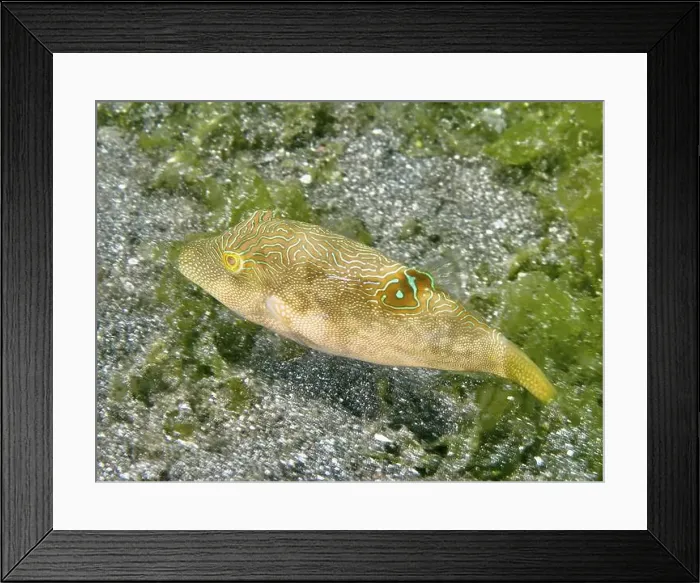 Framed Print : Labyrinth pufferfish (Canthigaster compressa) swimming near sandy bottom Framed Print : Labyrinth pufferfish (Canthigaster compressa) swimming near sandy bottom