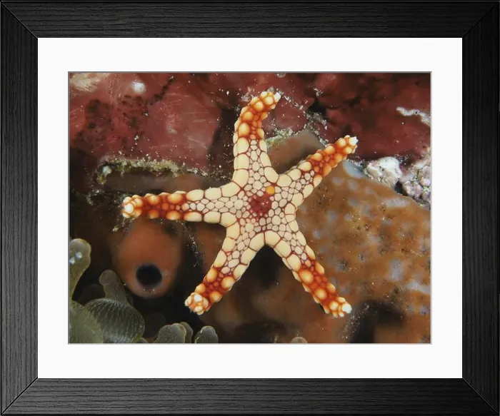 Framed Print : Reddish starfish with contrasting pattern Framed Print : Reddish starfish with contrasting pattern
