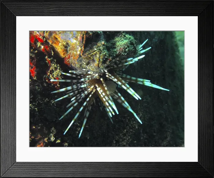 Framed Print : Colourful patterned sea urchin with long Framed Print : Colourful patterned sea urchin with long