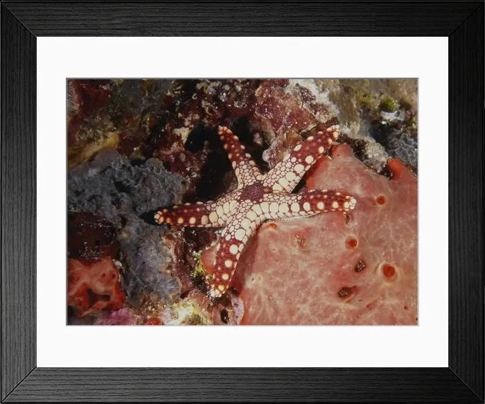 Framed Print : Red patterned starfish, pearl starfish (Fromia monilis) Framed Print : Red patterned starfish, pearl starfish (Fromia monilis)