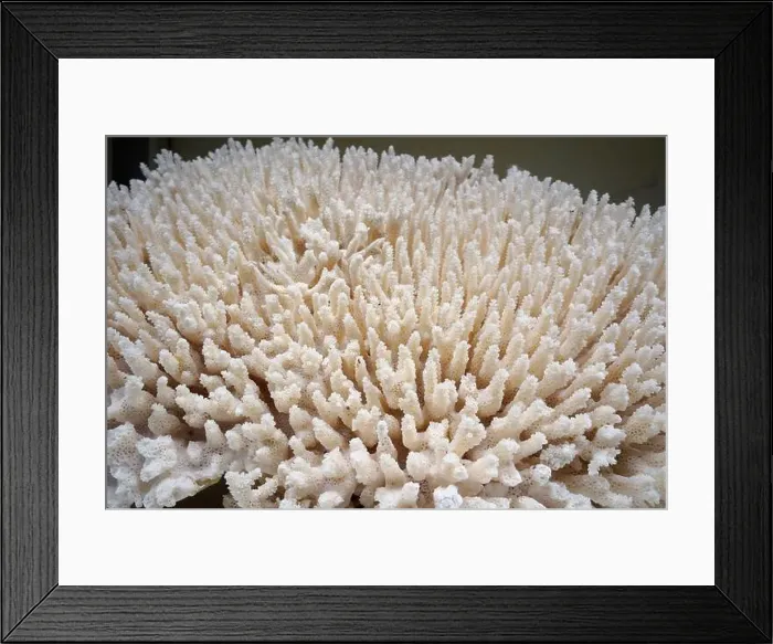 Framed Print : White coral in the sea. Close-up. Natural background Framed Print : White coral in the sea. Close-up. Natural background