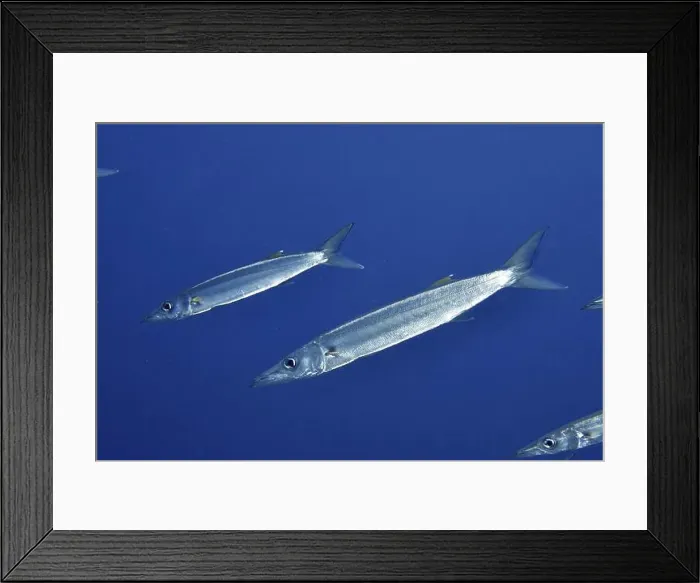 Framed Print : Slender bigeye barracudas (Sphyraena forsteri) glide calmly through the blue ocean water Framed Print : Slender bigeye barracudas (Sphyraena forsteri) glide calmly through the blue ocean water