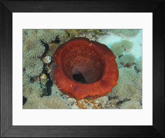 Framed Print : Barrel sponge, barrel sponge (Xestospongia testudinaria) seen from above Framed Print : Barrel sponge, barrel sponge (Xestospongia testudinaria) seen from above