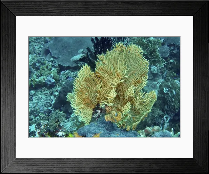 Framed Print : Vivid fan-shaped Yellow gorgonian (Echinogorgia) in turquoise water Framed Print : Vivid fan-shaped Yellow gorgonian (Echinogorgia) in turquoise water
