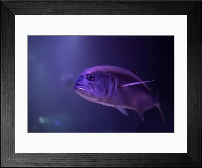 Framed Print : Caranx underwater in an aquarium. Caranx close-up Framed Print : Caranx underwater in an aquarium. Caranx close-up