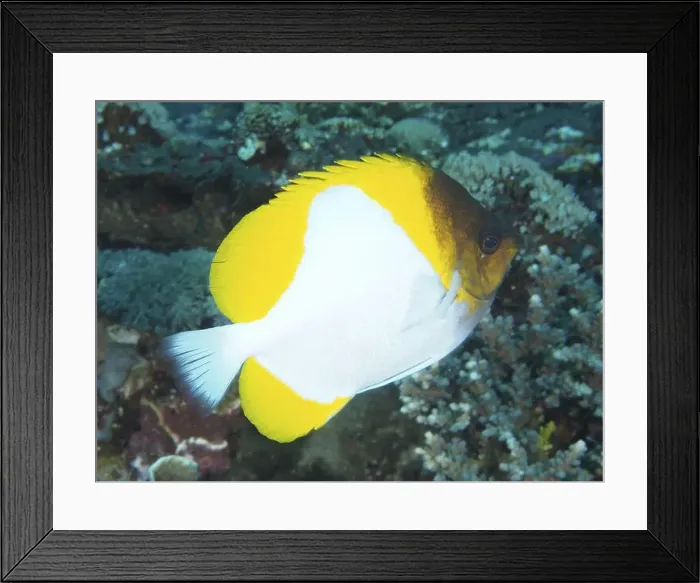 Framed Print : A bright yellow and white fish Framed Print : A bright yellow and white fish