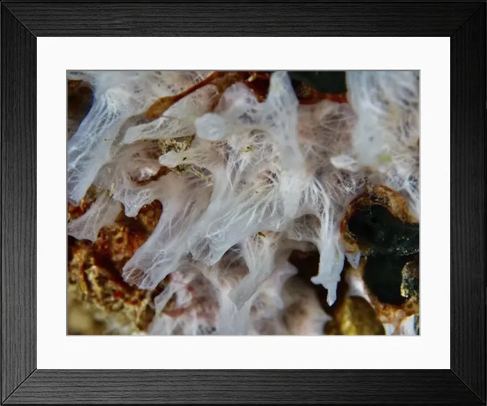 Framed Print : Close-up of white sponge (Petromica massalis), dive site Prapat, Penyapangan, Bali, Indonesia, Asia Framed Print : Close-up of white sponge (Petromica massalis), dive site Prapat, Penyapangan, Bali, Indonesia, Asia