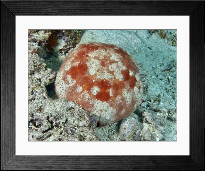 Framed Print : Halithyle regularis (Culcita novaeguineae) lying on sandy seabed Framed Print : Halithyle regularis (Culcita novaeguineae) lying on sandy seabed