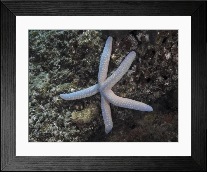 Framed Print : Blue starfish (blue Linckia laevigata) on rocky ground in the sea, dive site Pidada, Penyapangan, Bali, Indonesia, Asia Framed Print : Blue starfish (blue Linckia laevigata) on rocky ground in the sea, dive site Pidada, Penyapangan, Bali, Indonesia, Asia
