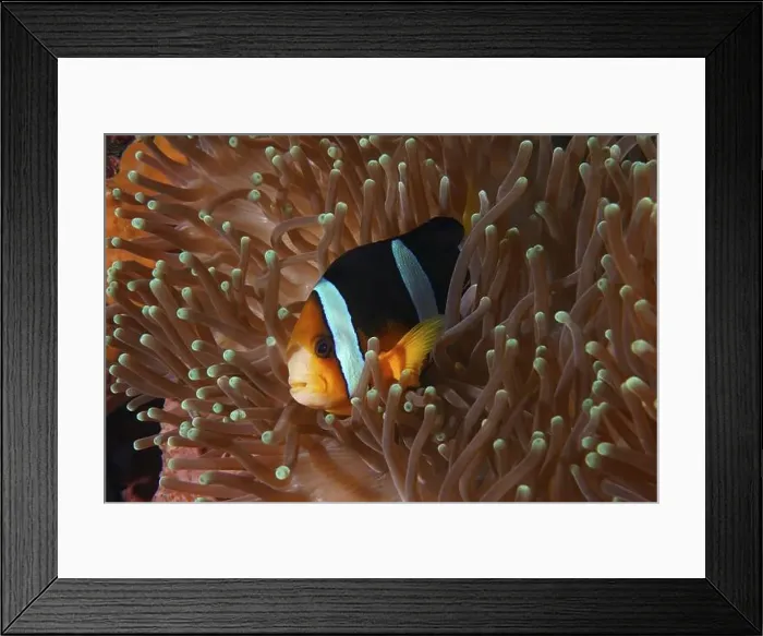 Framed Print : A clownfish with vivid colours Framed Print : A clownfish with vivid colours