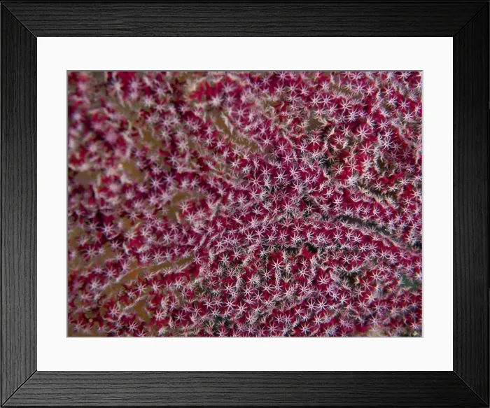 Framed Print : Dense red coral with star-shaped details and intense pattern Framed Print : Dense red coral with star-shaped details and intense pattern