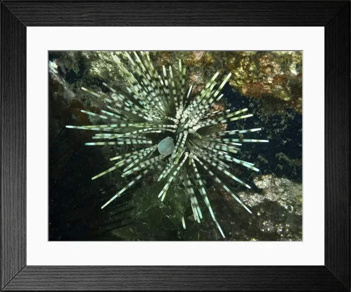 Framed Print : Exotic patterned sea urchin in an interesting colour and with long spines Framed Print : Exotic patterned sea urchin in an interesting colour and with long spines