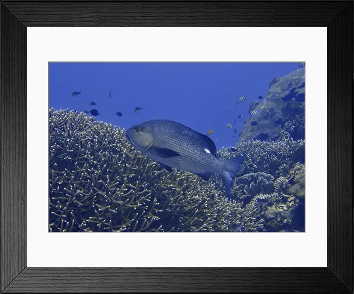 Framed Print : A large double spotted snapper (Lutjanus bohar) swimming above a living coral reef in the blue ocean Framed Print : A large double spotted snapper (Lutjanus bohar) swimming above a living coral reef in the blue ocean