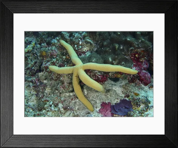 Framed Print : A blue starfish (blue Linckia laevigata) Framed Print : A blue starfish (blue Linckia laevigata)