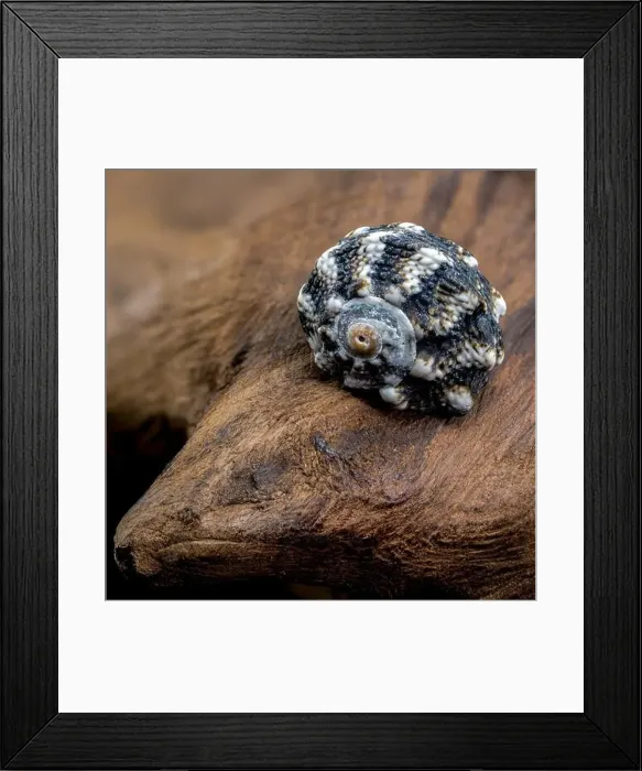 Framed Print : A close-up of a small, blue, spiky seashell resting on a piece of driftwood Framed Print : A close-up of a small, blue, spiky seashell resting on a piece of driftwood