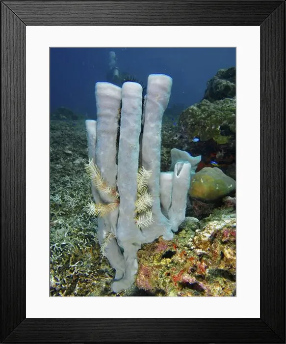 Framed Print : Towering pale purple big tube sponge (Haliclona (Reniera) fascigera) in the underwater landscape Framed Print : Towering pale purple big tube sponge (Haliclona (Reniera) fascigera) in the underwater landscape