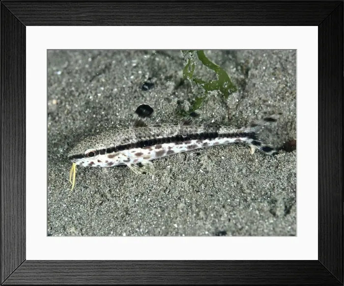Framed Print : An inconspicuous grey fish, speckled mullet (Upeneus tragula) Framed Print : An inconspicuous grey fish, speckled mullet (Upeneus tragula)