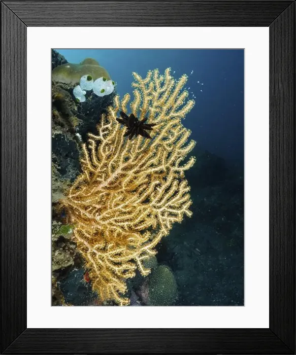 Framed Print : Fan-shaped Yellow gorgonian (Echinogorgia) in dark underwater world Framed Print : Fan-shaped Yellow gorgonian (Echinogorgia) in dark underwater world