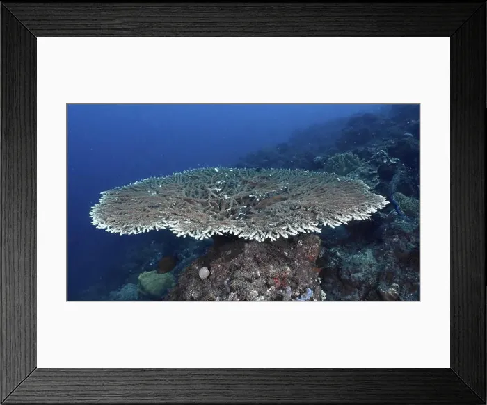 Framed Print : A broad, flat table coral (Acropora hyacinthus) rises majestically on a sea reef Framed Print : A broad, flat table coral (Acropora hyacinthus) rises majestically on a sea reef