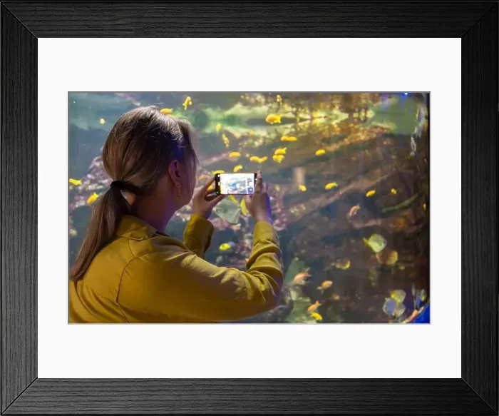 Framed Print : Woman recording video or photographing fishes in the aquarium Framed Print : Woman recording video or photographing fishes in the aquarium