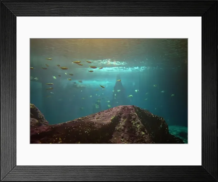 Framed Print : Underwater world. Coral reef with fish