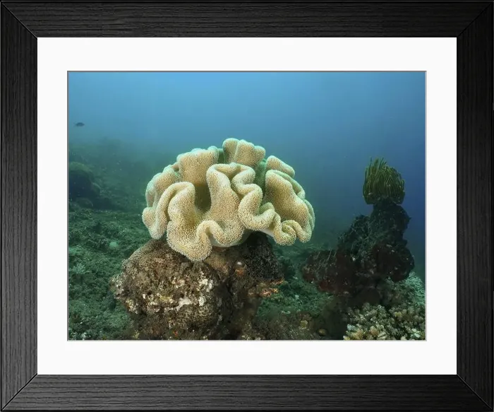 Framed Print : Large mushroom leather coral (Sarcophyton glaucum) in a clear underwater environment with marine plants Framed Print : Large mushroom leather coral (Sarcophyton glaucum) in a clear underwater environment with marine plants