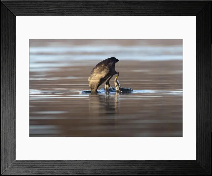 Framed Print : Coot while diving for food in a lake with sunny background Framed Print : Coot while diving for food in a lake with sunny background