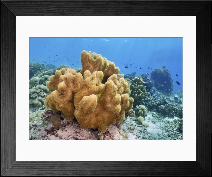 Framed Print : Mushroom leather coral (Sarcophyton glaucum) in a sunny underwater paradise Framed Print : Mushroom leather coral (Sarcophyton glaucum) in a sunny underwater paradise