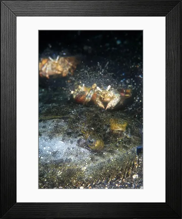 Framed Print : Hermit Crabs, Dardanus sp, scavenging on dead Leopard flounder Framed Print : Hermit Crabs, Dardanus sp, scavenging on dead Leopard flounder